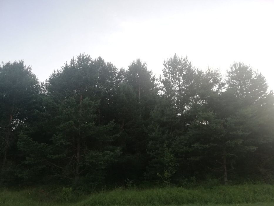 Działka leśna Myszków. Zdjęcie 2