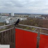 Mieszkanie 2-pokojowe Poznań Stare Miasto. Zdjęcie 2