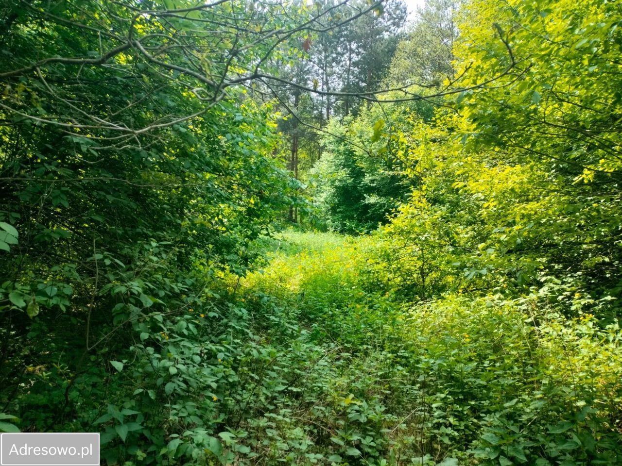 Działka rekreacyjna Nadkole. Zdjęcie 7