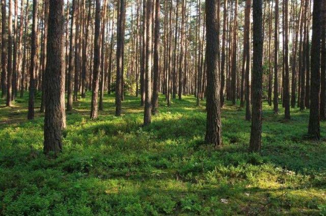 Działka leśna Anielewo. Zdjęcie 1