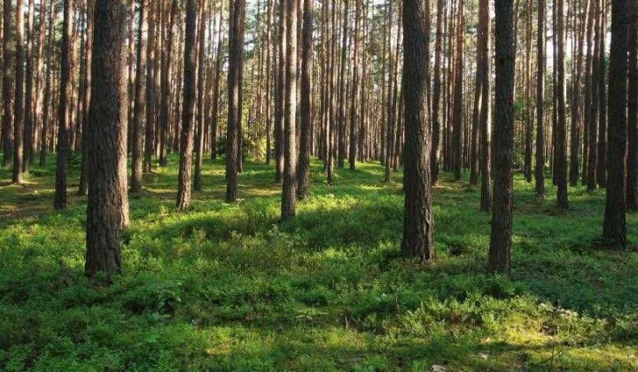 Działka leśna Anielewo