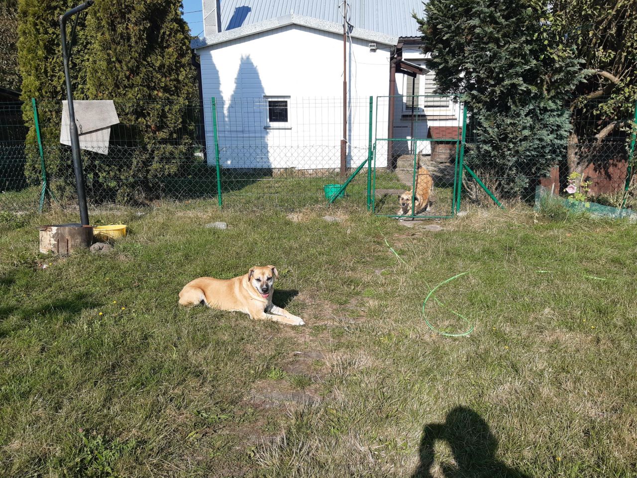 gospodarstwo, 3 pokoje Adampol, ul. Jana Pawła II. Zdjęcie 3