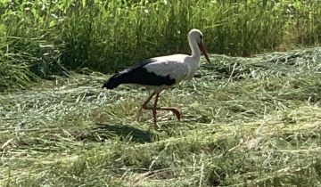 Działka rolna Trzebina