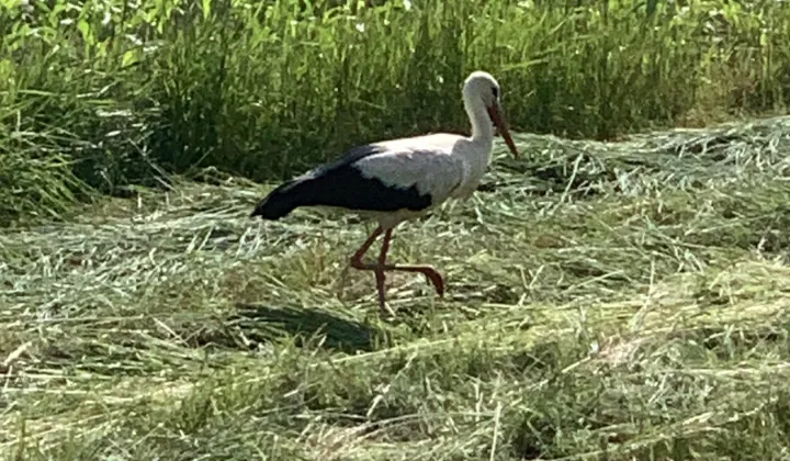 Działka rolna Trzebina