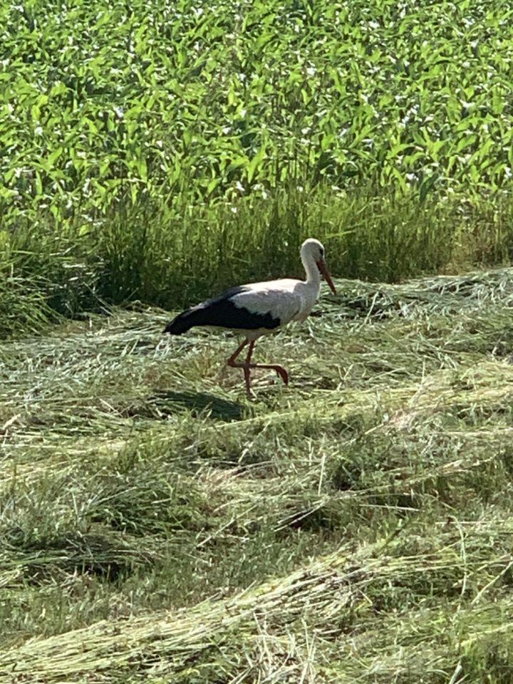 Działka rolna Trzebina