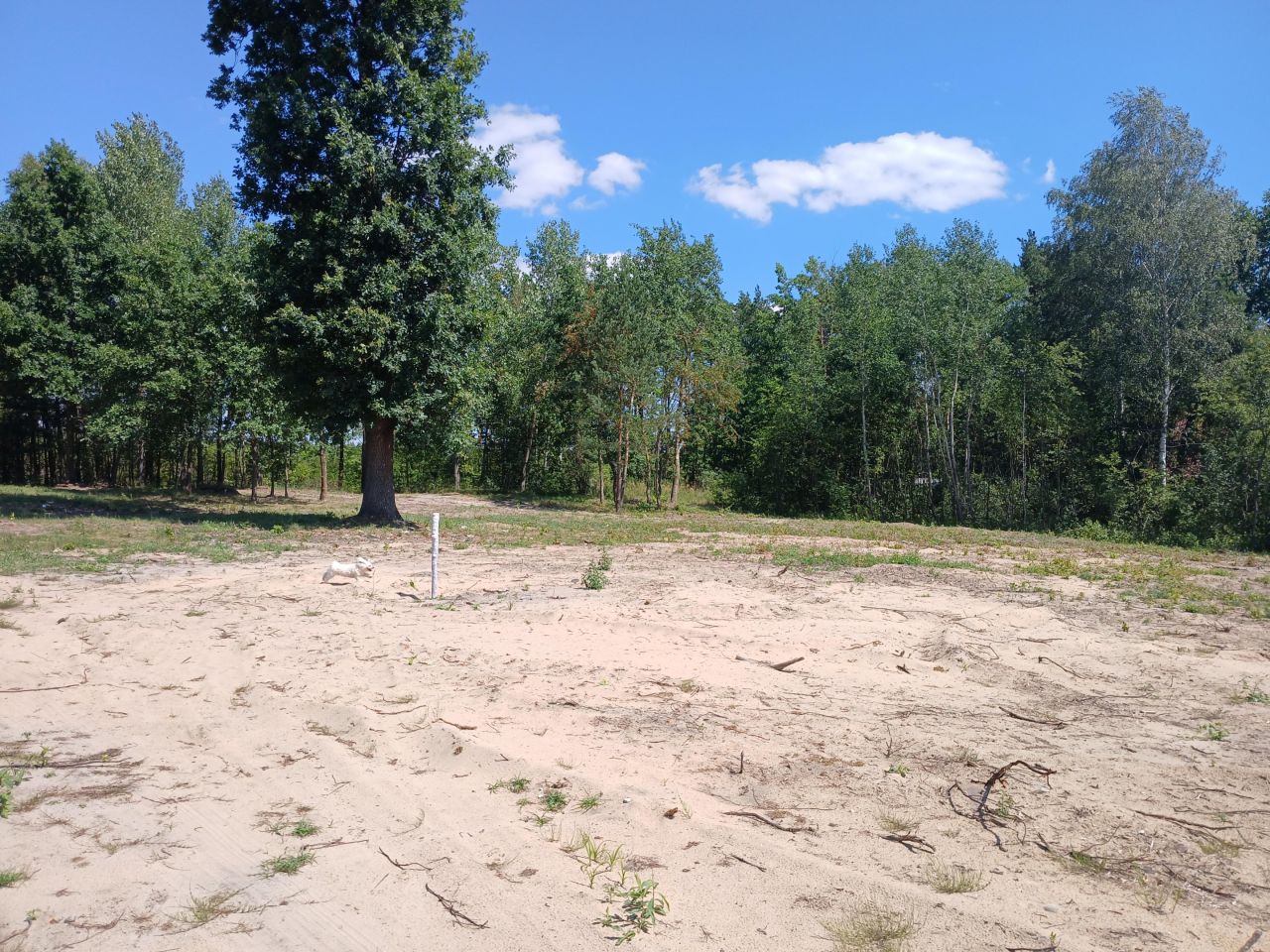 Działka siedliskowa Łosiewice. Zdjęcie 2