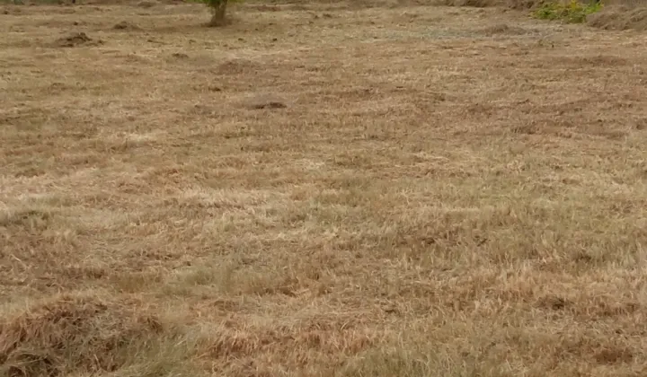 Działka rod Osuchów, ul. Wiejska