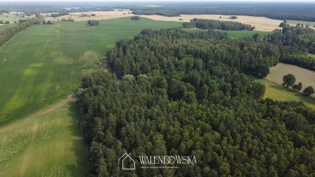 Działka leśna Pasieka. Zdjęcie 4