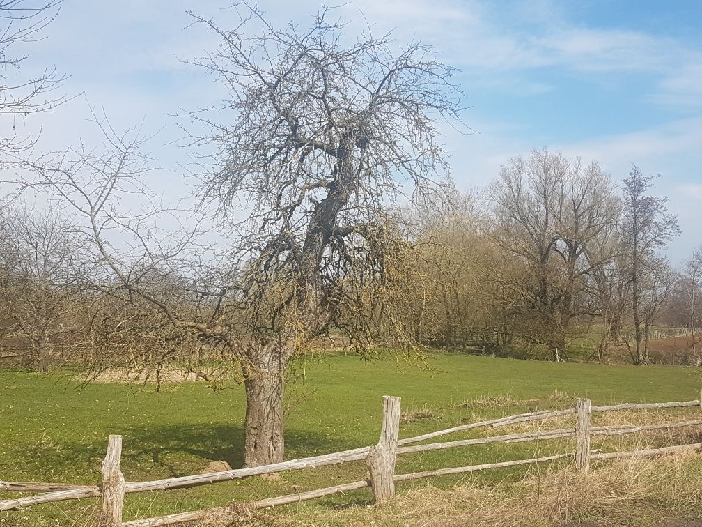 siedlisko Dębczyno. Zdjęcie 8