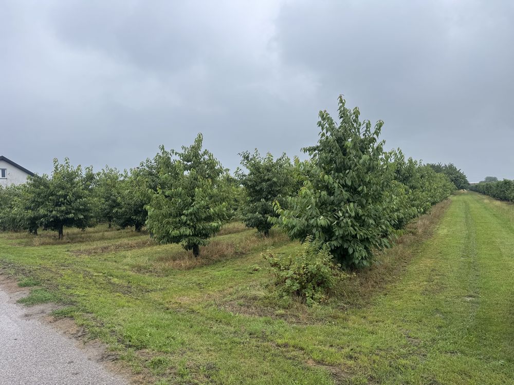Działka budowlana Gusin. Zdjęcie 8