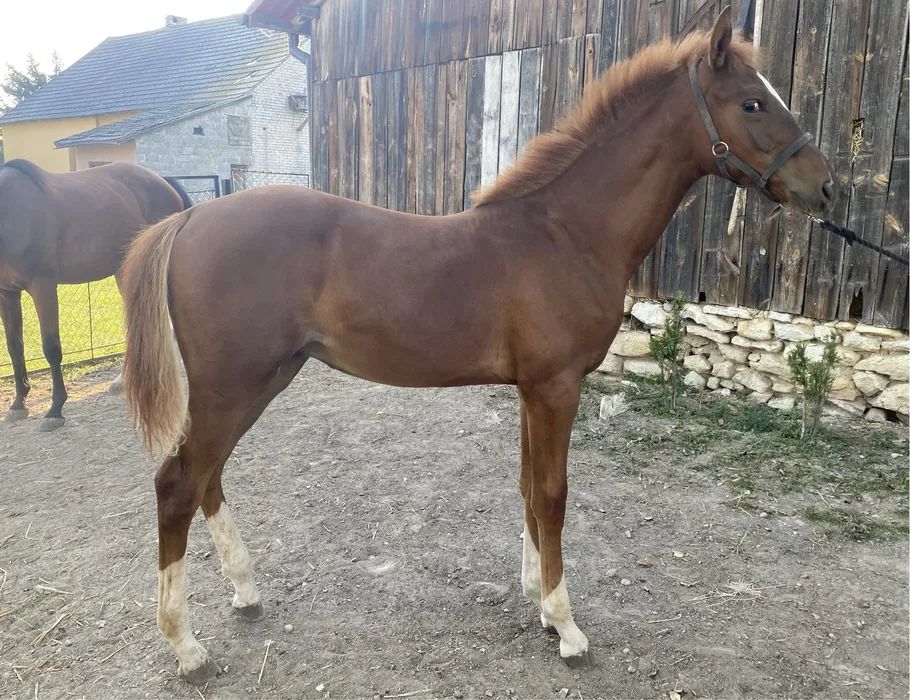 Działka budowlana Trojanowice, ul. Widokowa. Zdjęcie 11