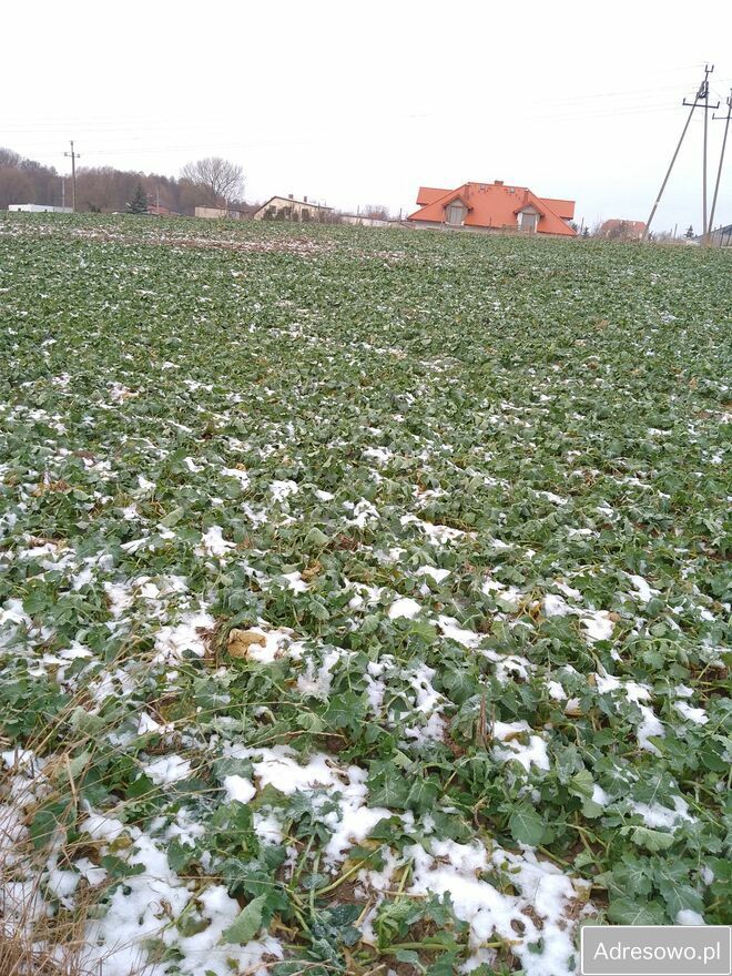 Działka budowlana Brześć Kujawski, ul. Głowackiego. Zdjęcie 3