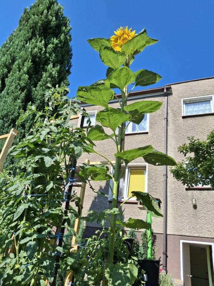 dom wolnostojący, 8 pokoi Wrocław Krzyki, ul. Radarowa. Zdjęcie 5