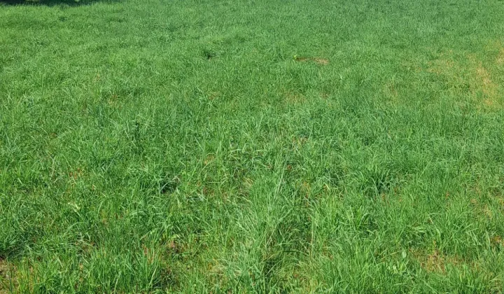 Działka budowlana Gostyń, ul. Rybnicka