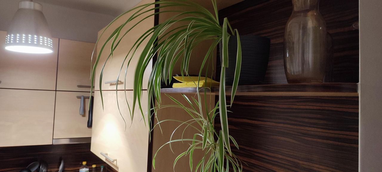 Mieszkanie 1-pokojowe Kraków Krowodrza, ul. Mazowiecka. Zdjęcie 14