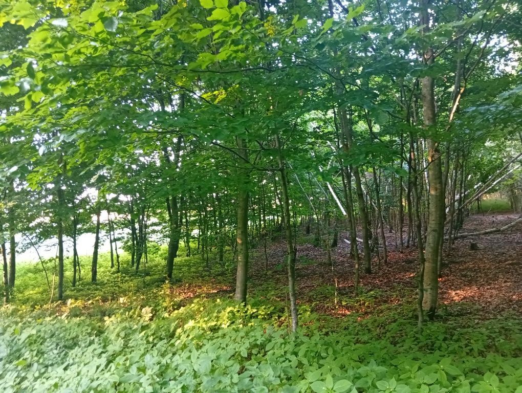 Działka Trzciano. Zdjęcie 3