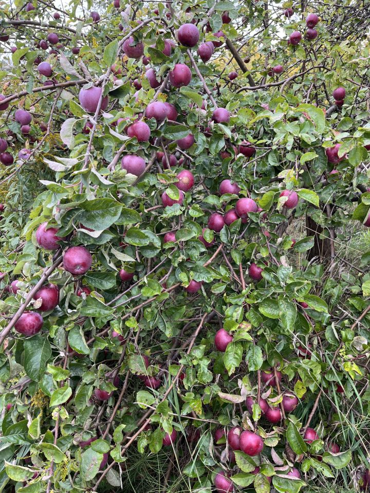 Działka rod Gdańsk Jasień, ul. Stolema. Zdjęcie 7