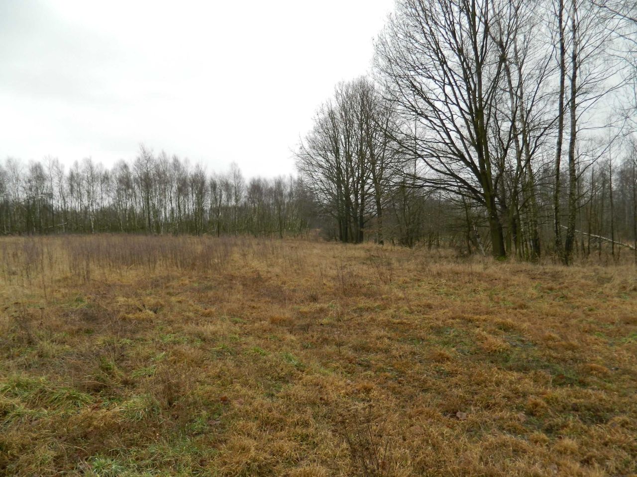 Działka budowlana Brzeziny Nowe, ul. Nowa. Zdjęcie 1