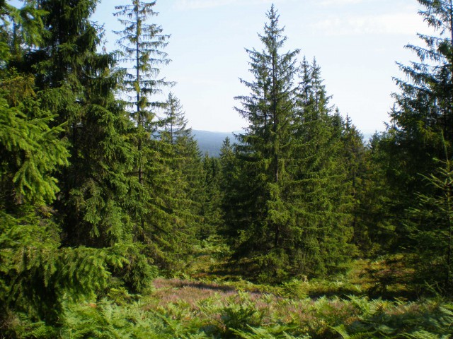 Działka leśna Kacwin. Zdjęcie 1
