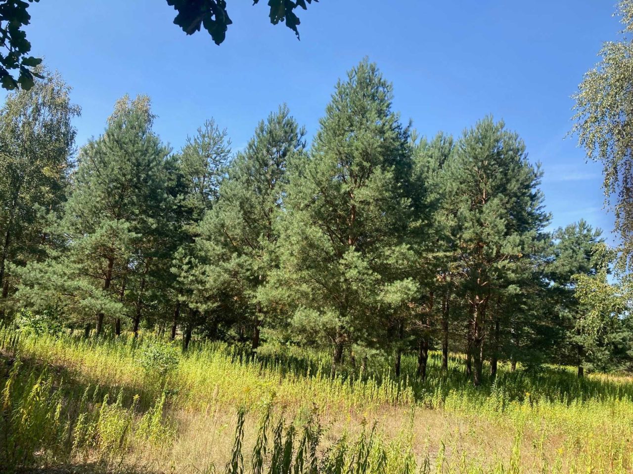 Działka budowlana Warszawa Aleksandrów. Zdjęcie 3