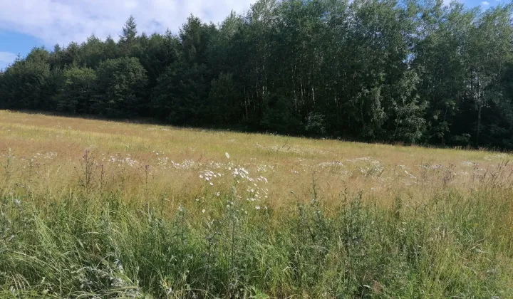 Działka budowlana Dzikowiec