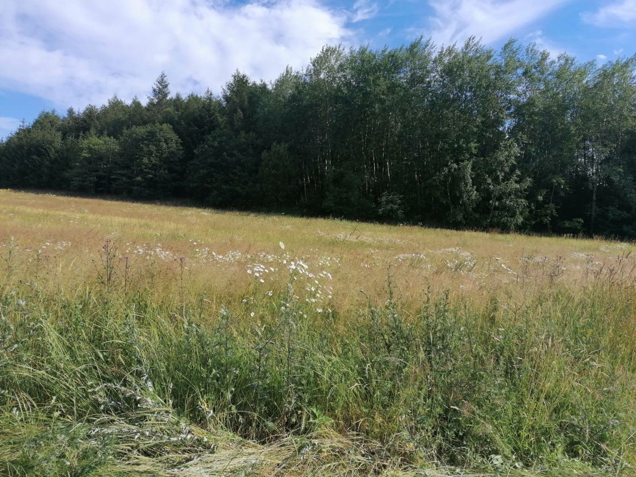 Działka budowlana Dzikowiec