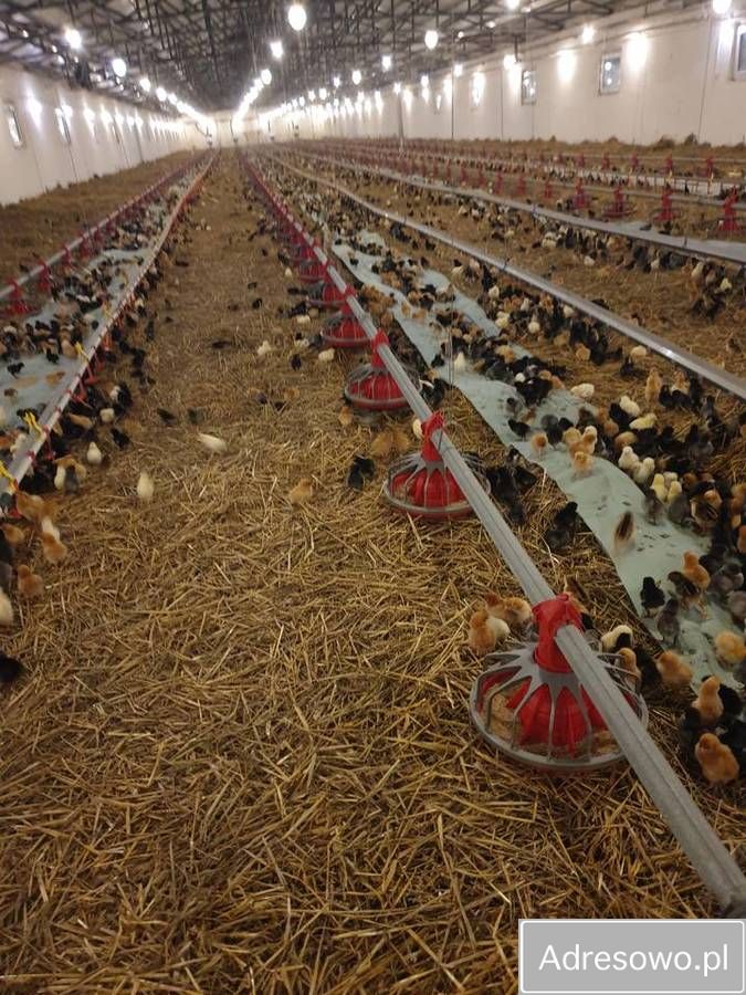 Hala/magazyn Złotówek. Zdjęcie 7