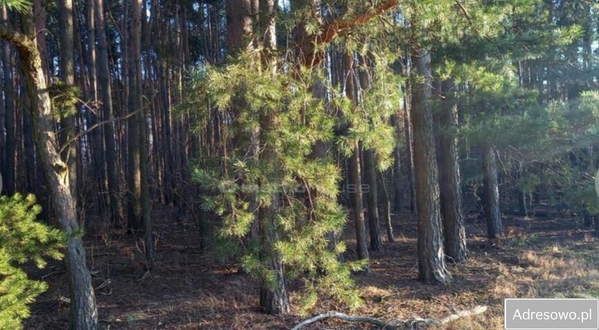 Działka rolna Nowy Kozłów Pierwszy. Zdjęcie 2