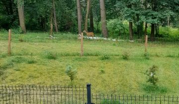 dom letniskowy Pień