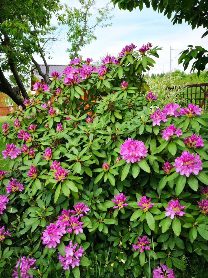 Działka rod Rzeszów, ul. Ciepłownicza. Zdjęcie 4