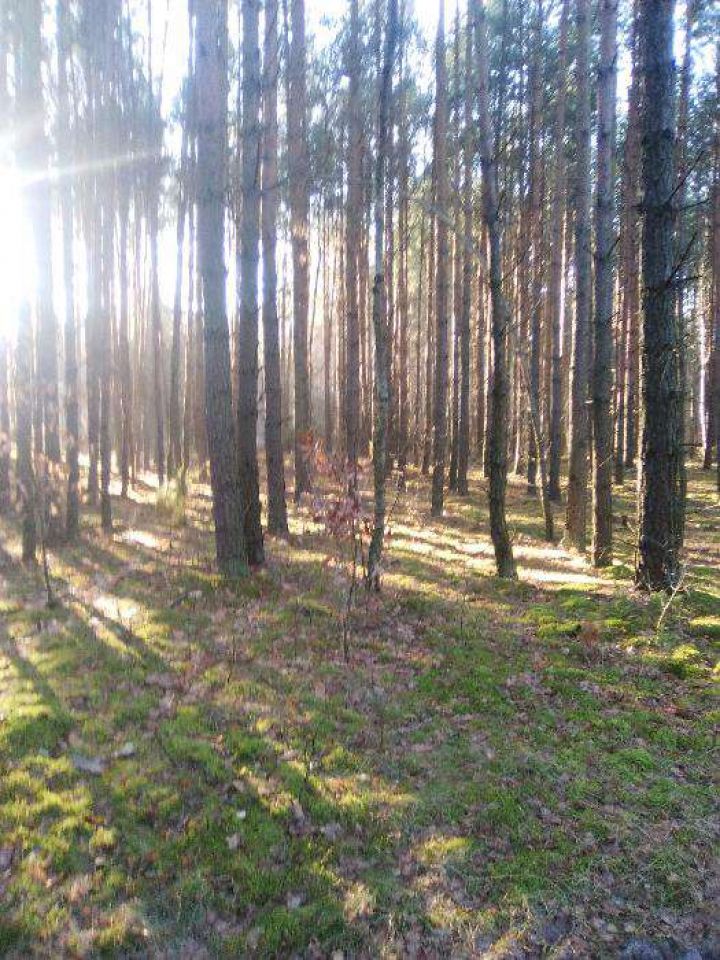 Działka leśna Kozenin. Zdjęcie 6