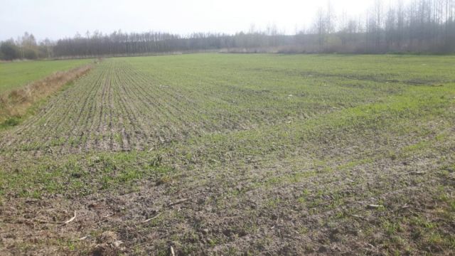 Działka budowlana Szczucin. Zdjęcie 1