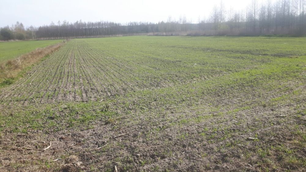 Działka budowlana Szczucin. Zdjęcie 1