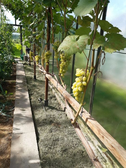 Działka rod Gdynia Oksywie, ul. Zielona. Zdjęcie 11