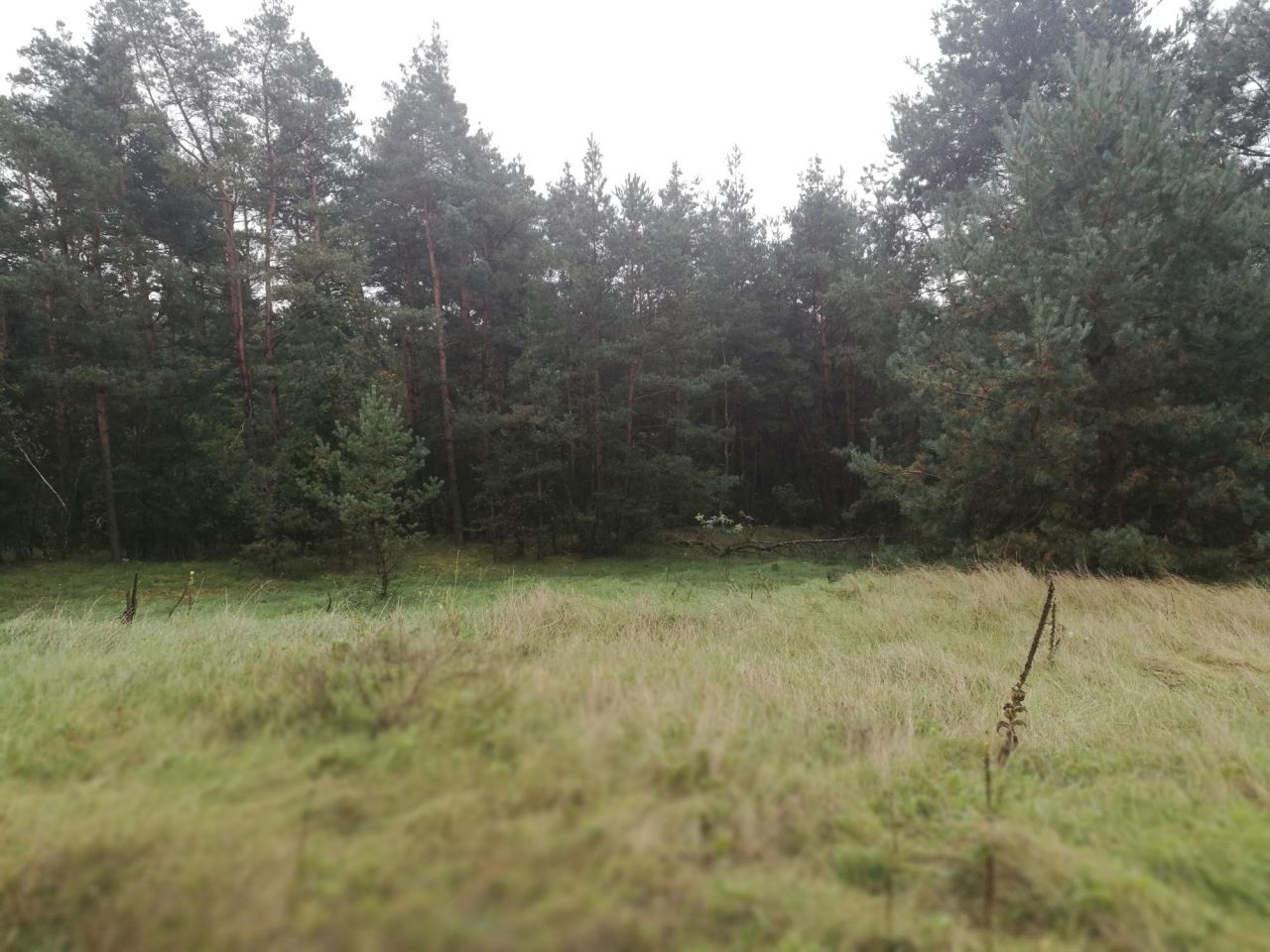 Działka budowlana Jasień. Zdjęcie 6