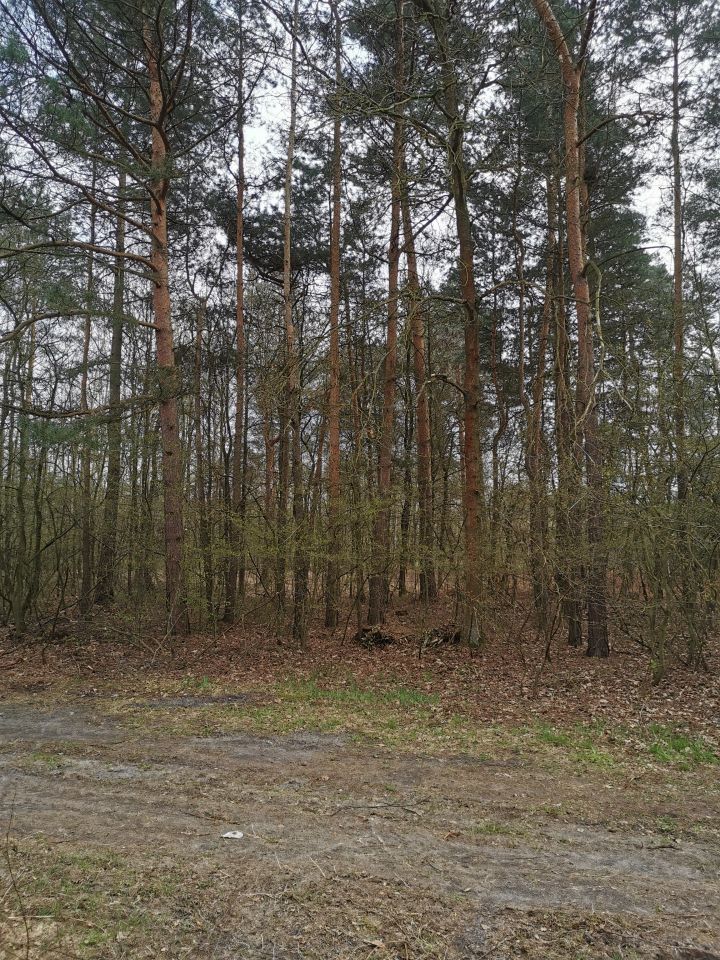 Działka leśna Józefów. Zdjęcie 2