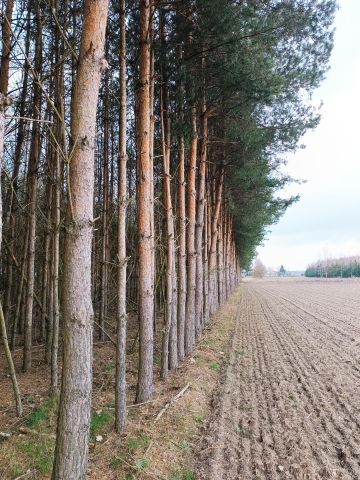 Działka rolna Wola Młocka. Zdjęcie 1