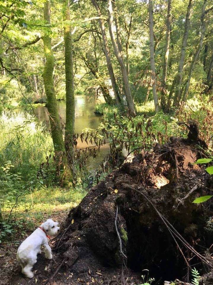 Działka rolno-budowlana Chrystkowo. Zdjęcie 3