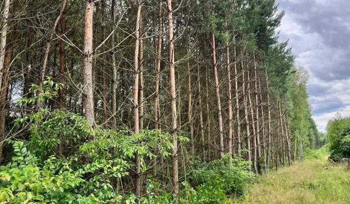 Działka leśna Bukowa