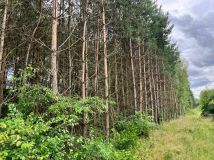 Działka leśna Bukowa