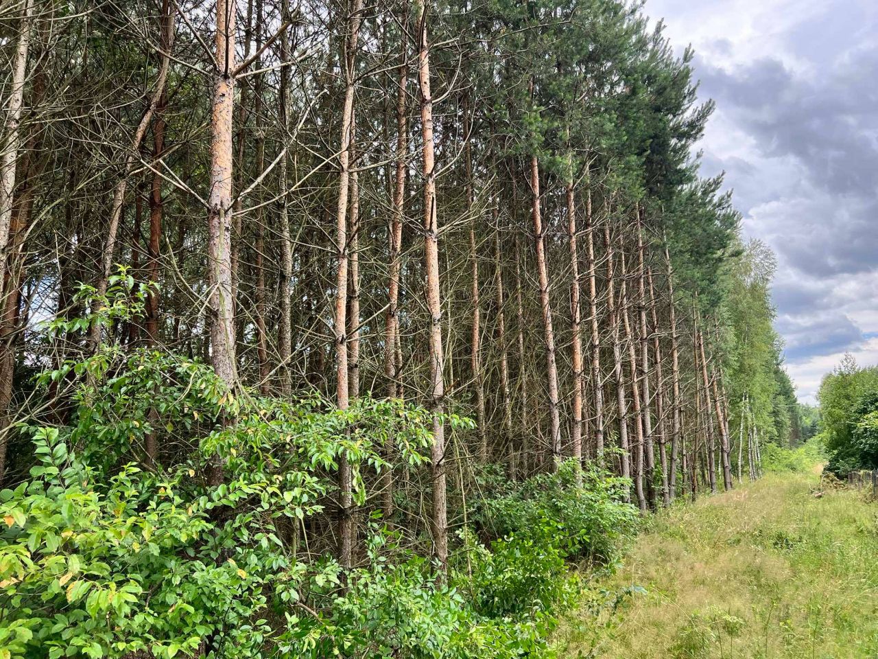 Działka leśna Bukowa