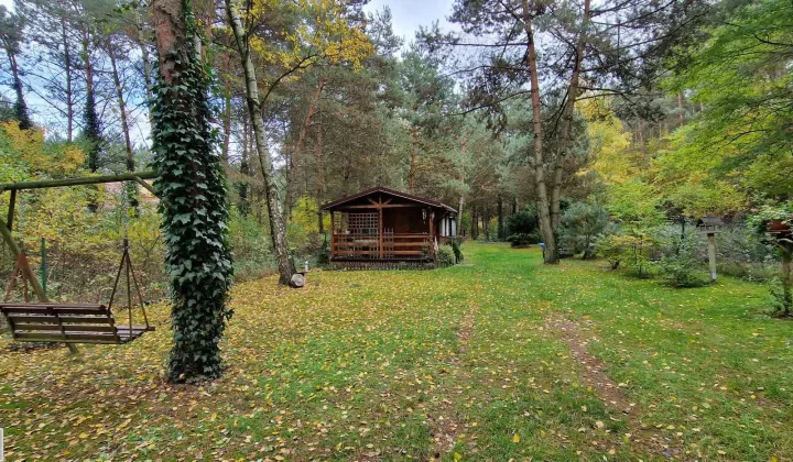 Działka leśna Kolonia Głowa