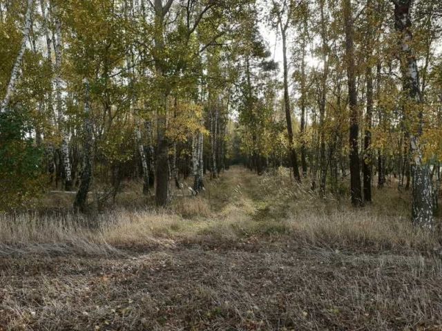 Działka Nowy Olesiec. Zdjęcie 1
