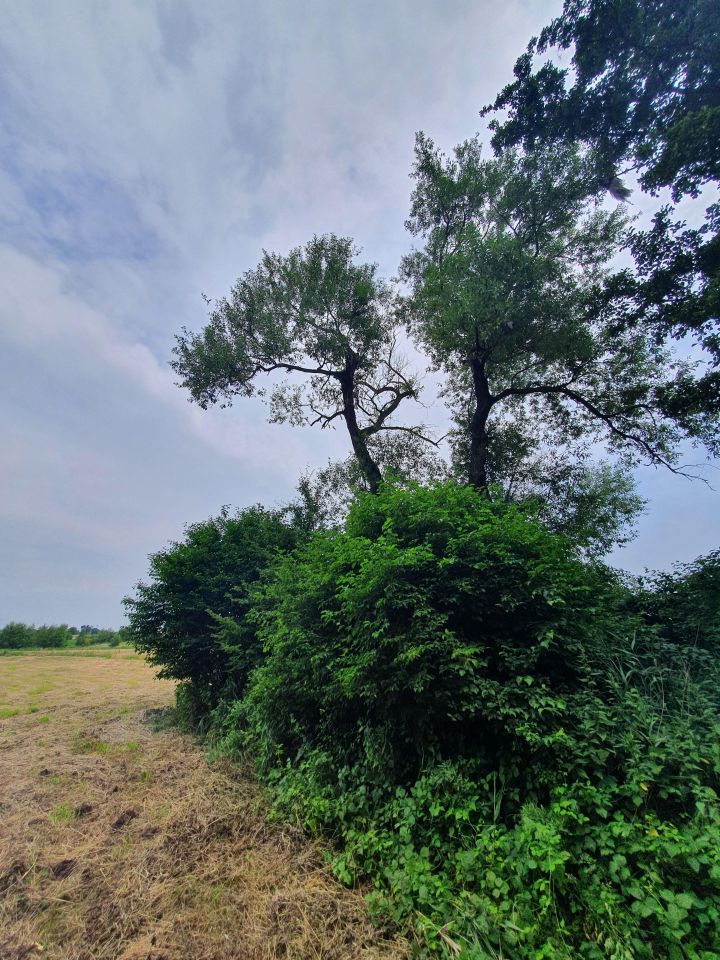 Działka rolna Głęboka. Zdjęcie 6