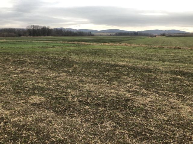 Działka budowlana Ratajno. Zdjęcie 1