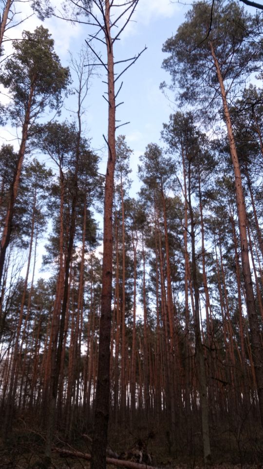 Działka leśna Wólka Radzymińska, ul. Leśna. Zdjęcie 3