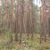 Działka leśna Stare Lipki. Zdjęcie 4