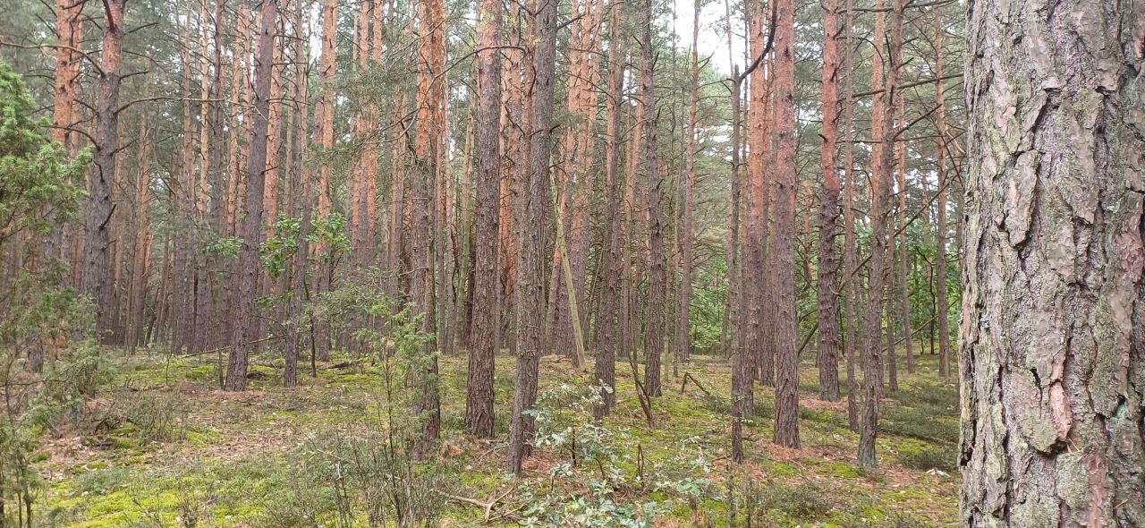 Działka leśna Stare Lipki. Zdjęcie 4