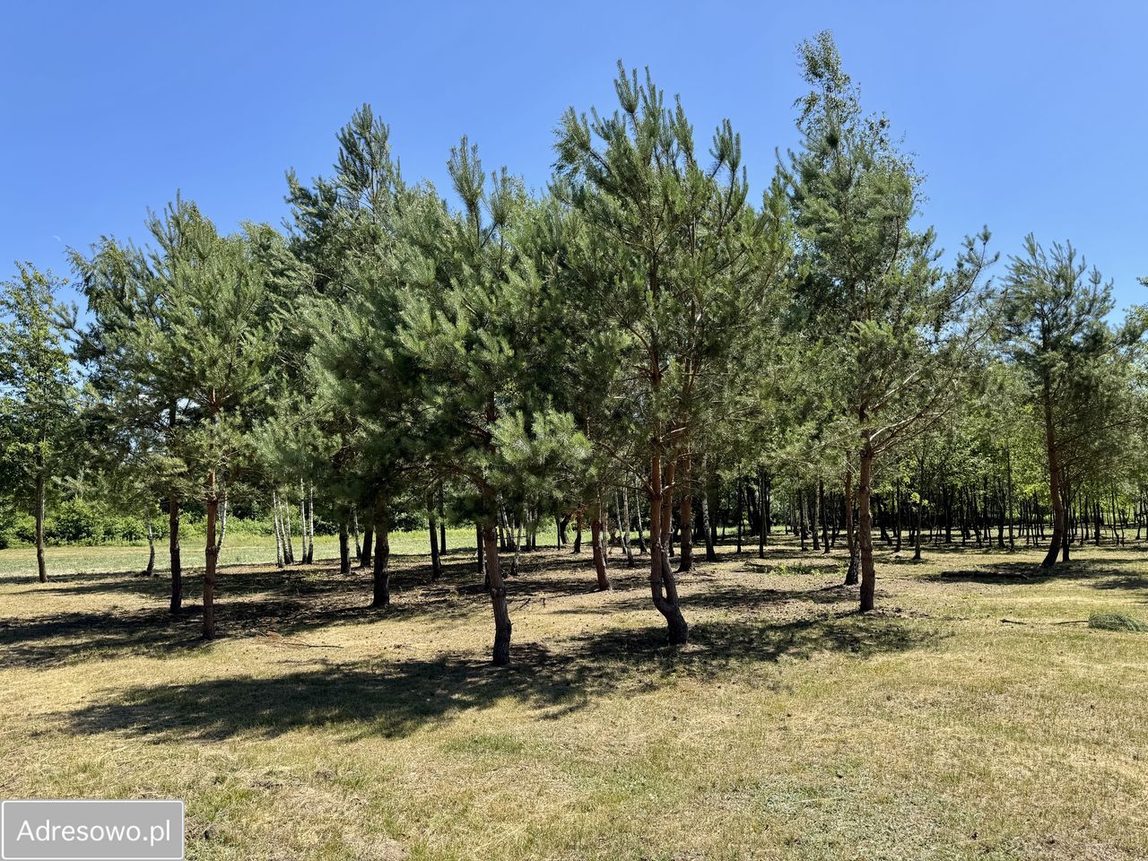 Działka budowlana Antoninów. Zdjęcie 2