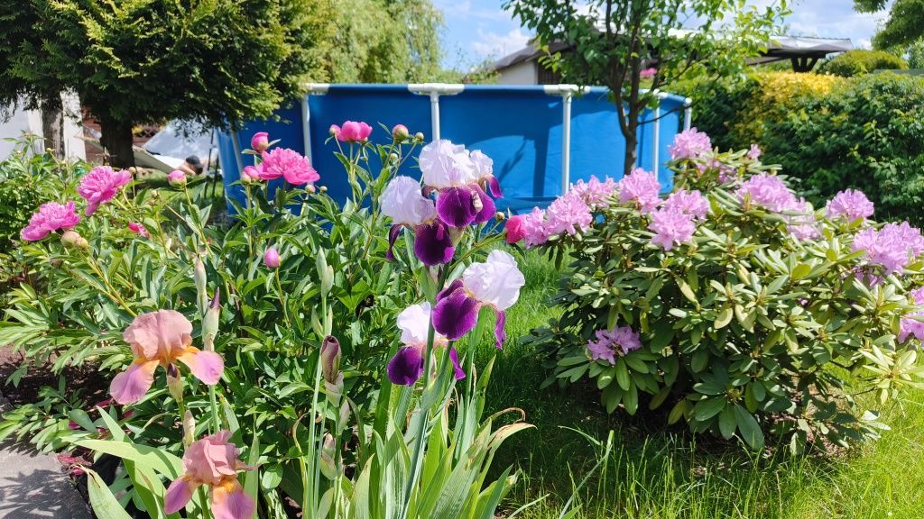 Działka rod Katowice os. Witosa. Zdjęcie 6